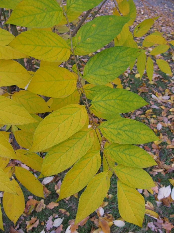 Маньчжурский орех листья