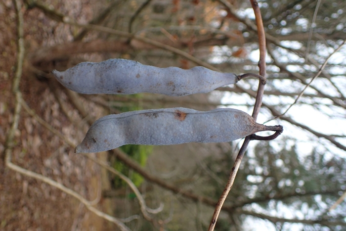 Стручки акации