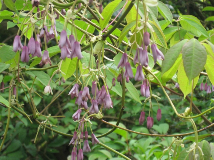Solanum seaforthianum