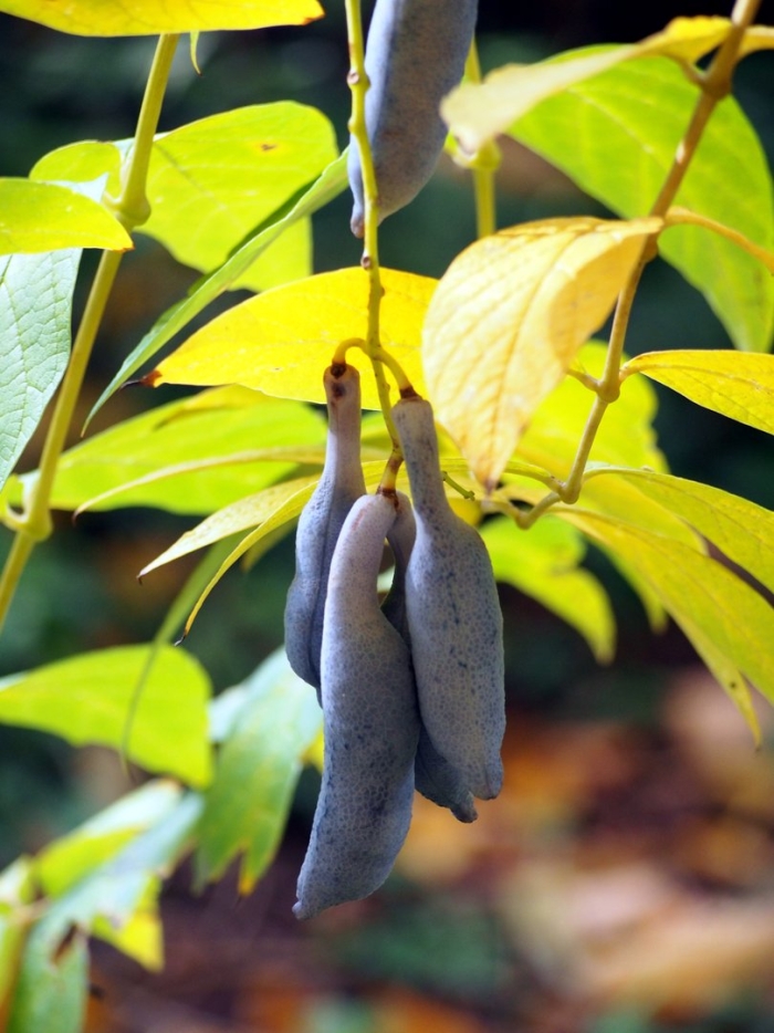 Жимолость гордость бакчара