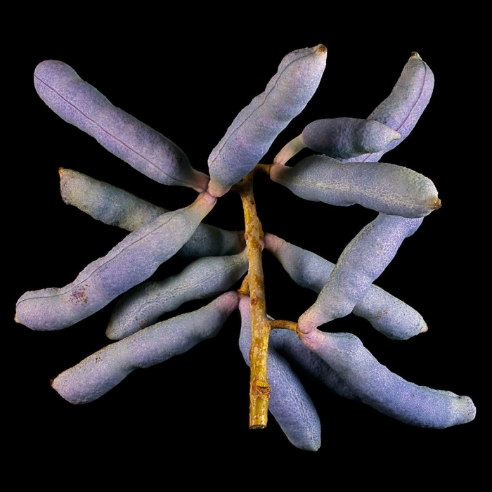 Decaisnea fargesii
