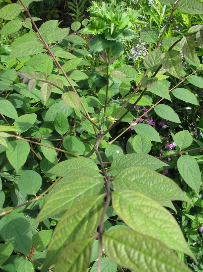 Японский knotweed