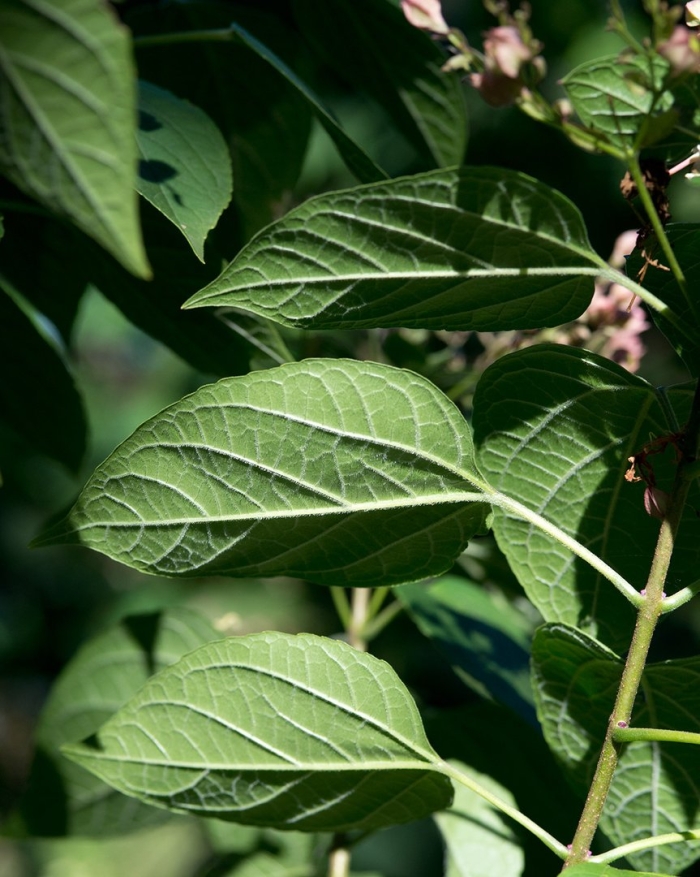 Clerodendrum trichotomum