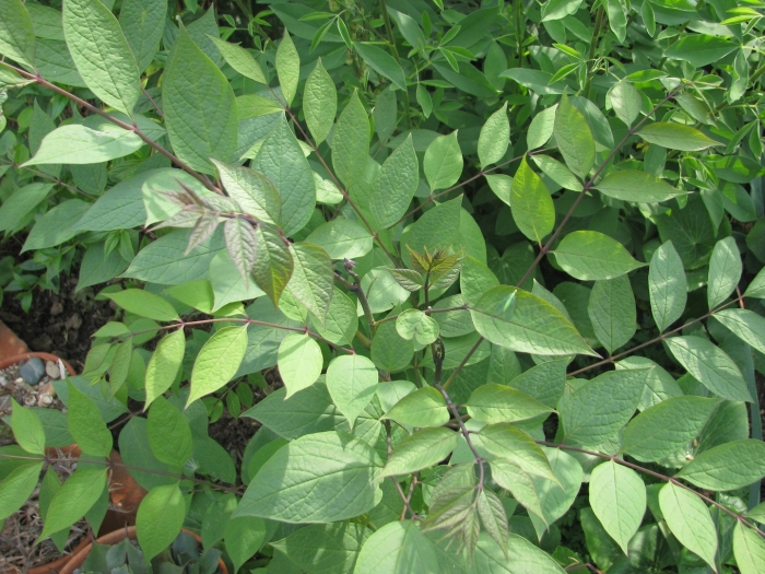 Аралия маньчжурская