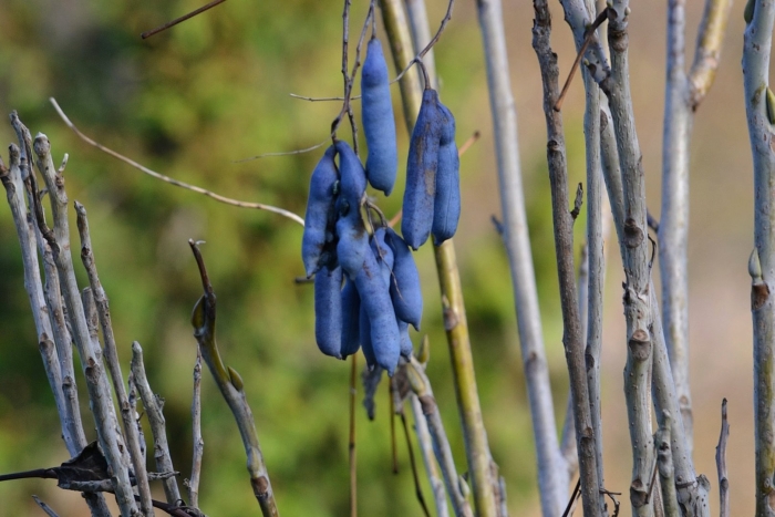 Жимолость съедобная сильгинка