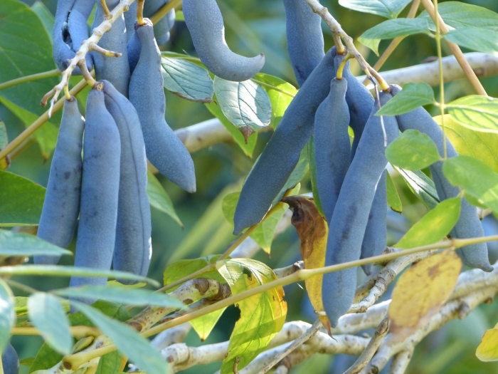 Decaisnea fargesii (декенея)