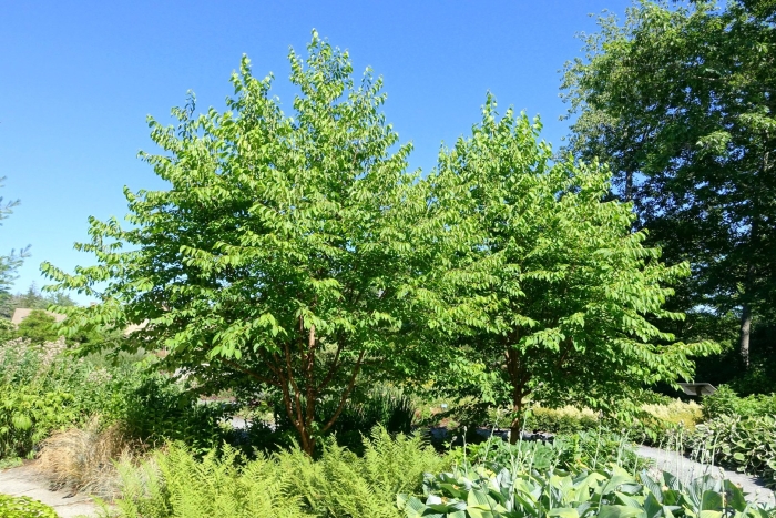 Cercidiphyllum japonicum