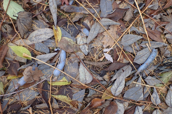 Декенея фарже