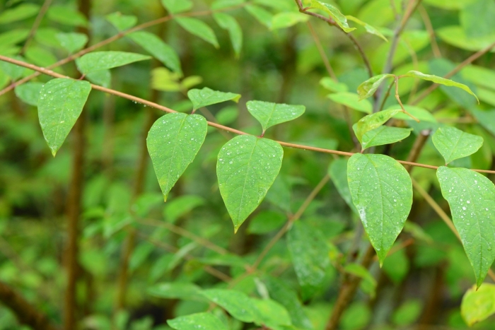 Fallopia japonica