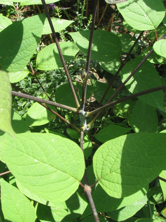 Рейнутрия японская (горец сахалинский)