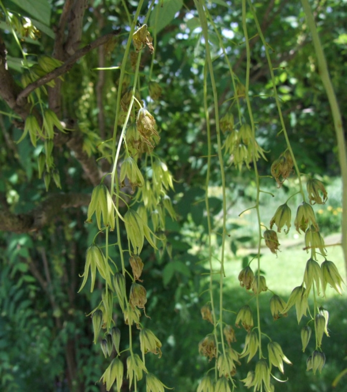  ясень обыкновенный (fraxinus exсelsior