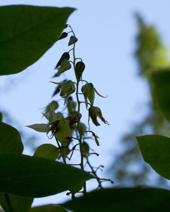 Crotalaria socotrana