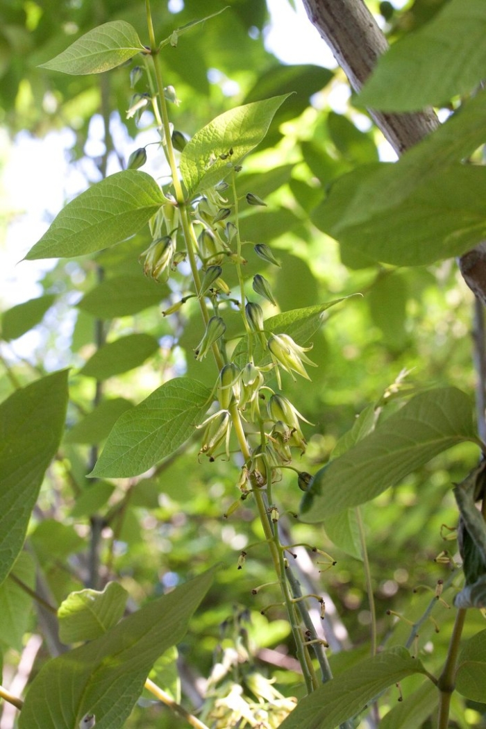 Актинидии коломикта