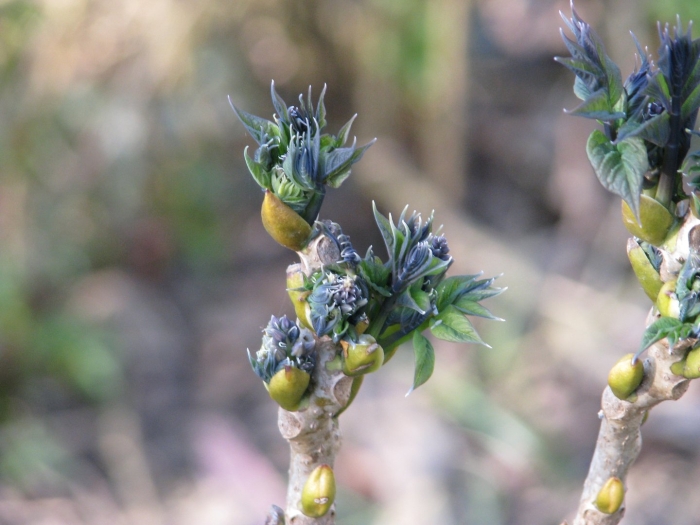 Почка сирени