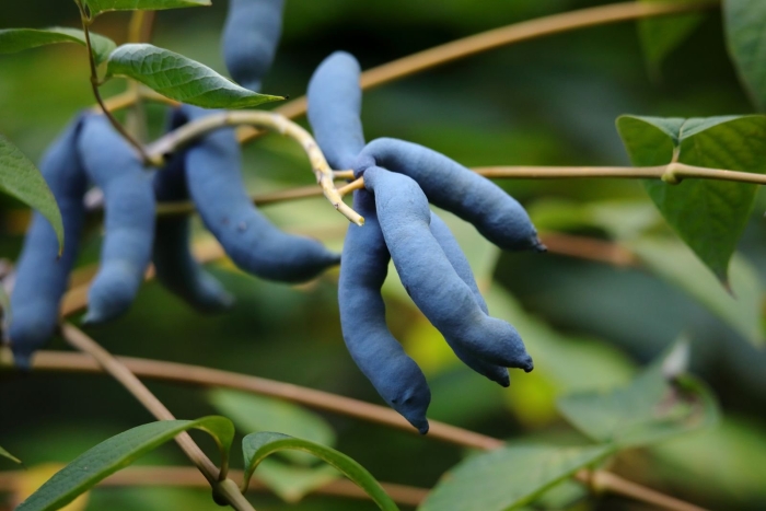 Decaisnea fargesii (декенея)