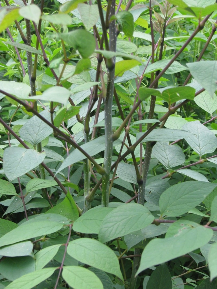 Горец сахалинский бамбук сибирский