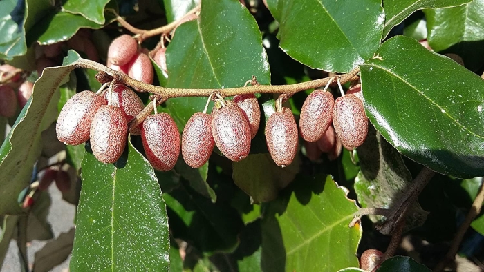 Elaeagnus pungens