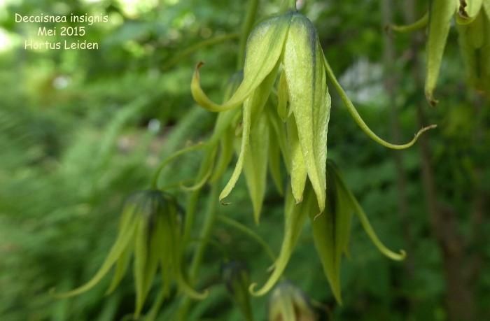 Княжик golden dream