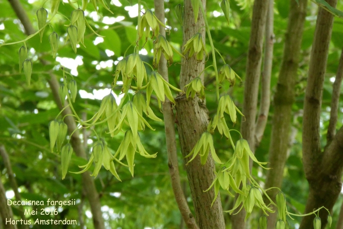 Ясень обыкновенный fraxinus excelsior