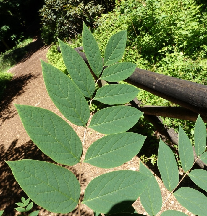 Ясень маньчжурский fraxinus mandshurica
