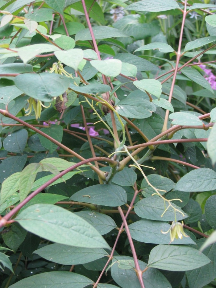 Жимолость обыкновенная