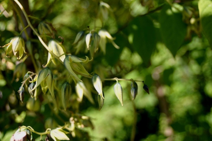 Клекачка колхидская