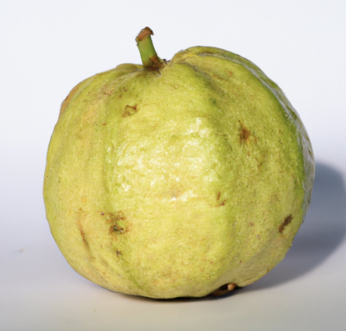 Guava fruit