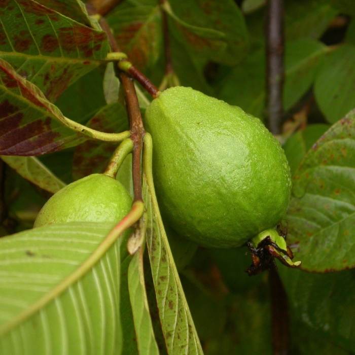 Гуава дерево