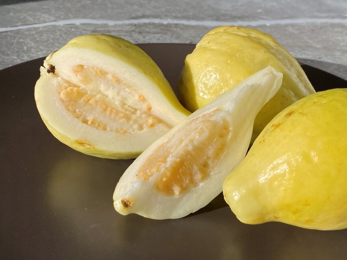 Гуава желтая фрукт