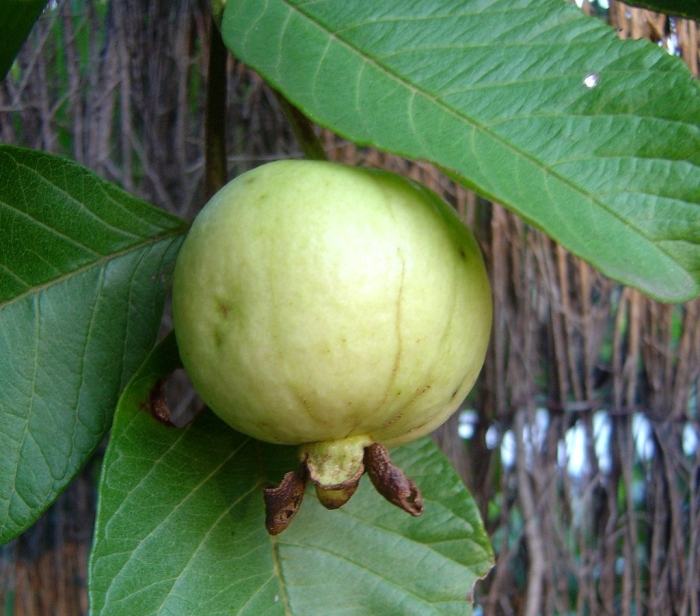 Psidium guajava