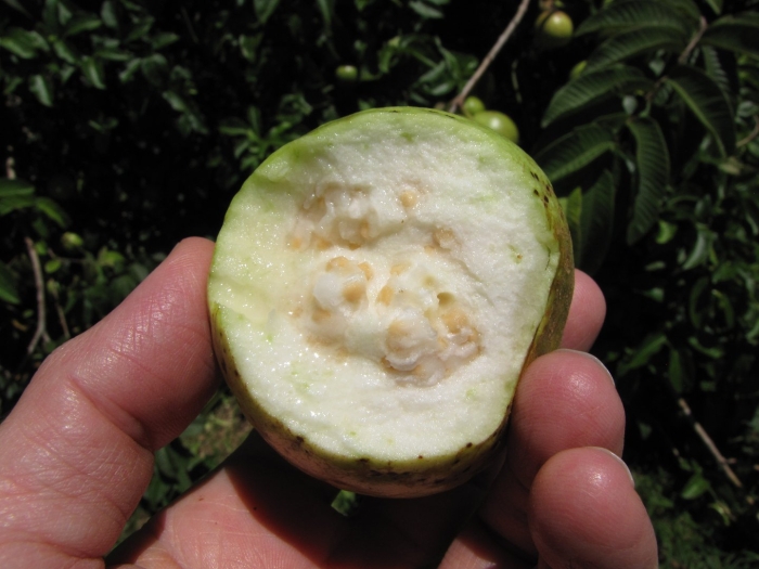 Гуава белая