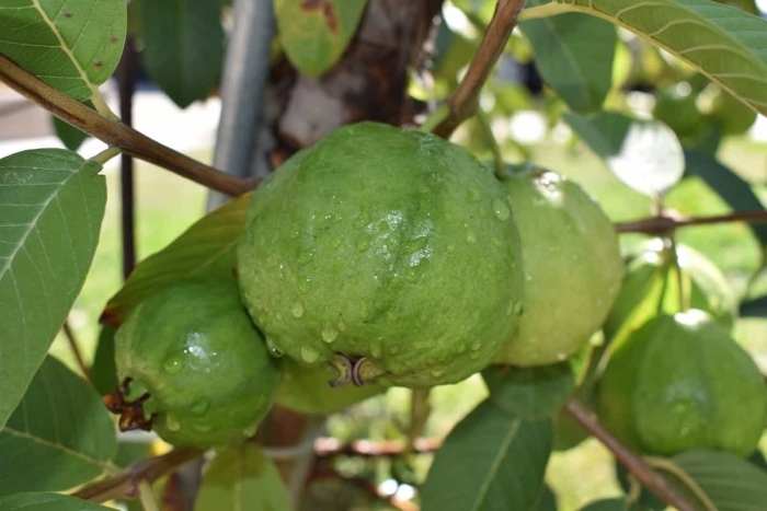 Псидиум гуава