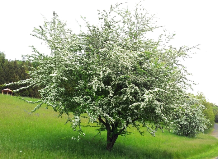 Боярышник однопестичный куст