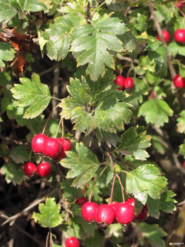 Боярышник обыкновенный crataegus laevigata
