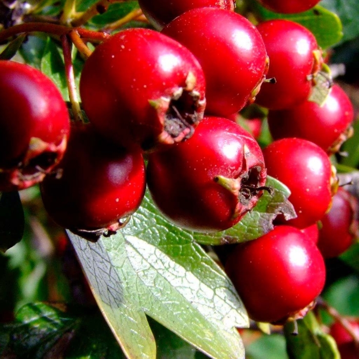 Боярышник кроваво красный семена