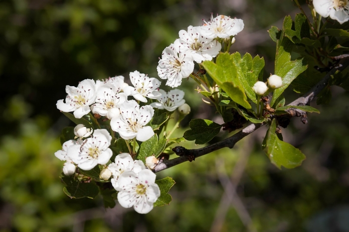 Crataegus monogyna