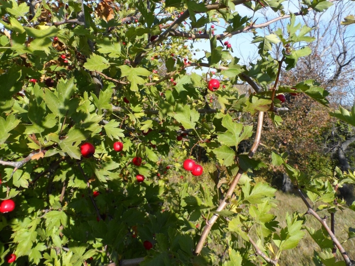 Боярышник садовый крупноплодный