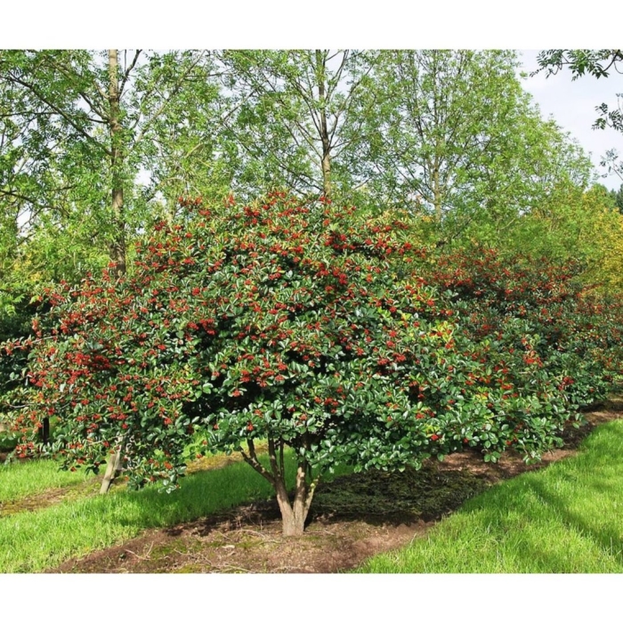 Боярышник сливолистный