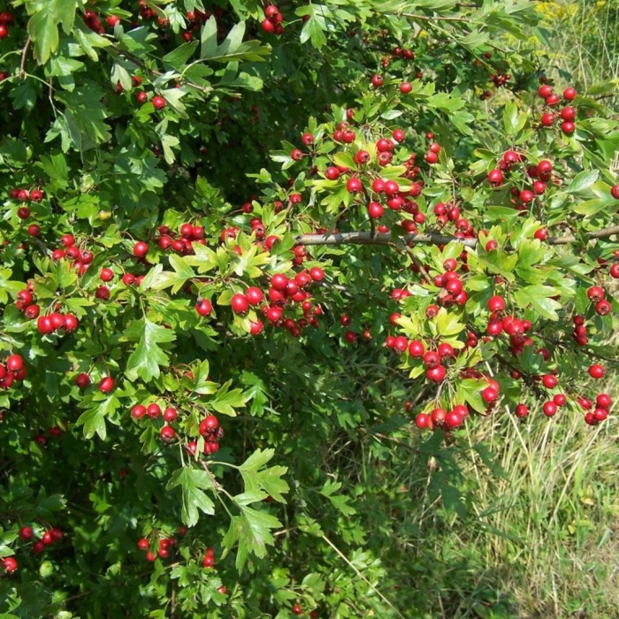 Боярышник однопестичный