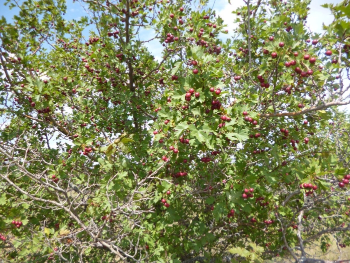 Боярышник алма-атинский