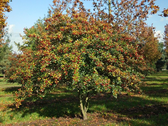 Боярышник крупноплодный дерево