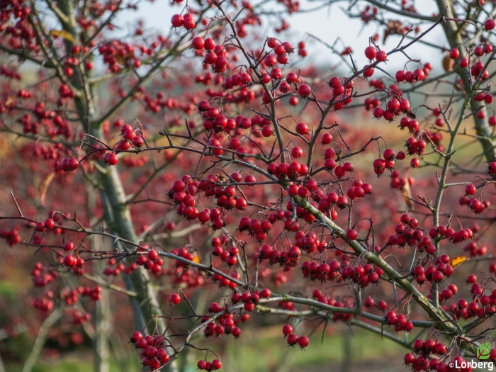 Боярышник спленденс