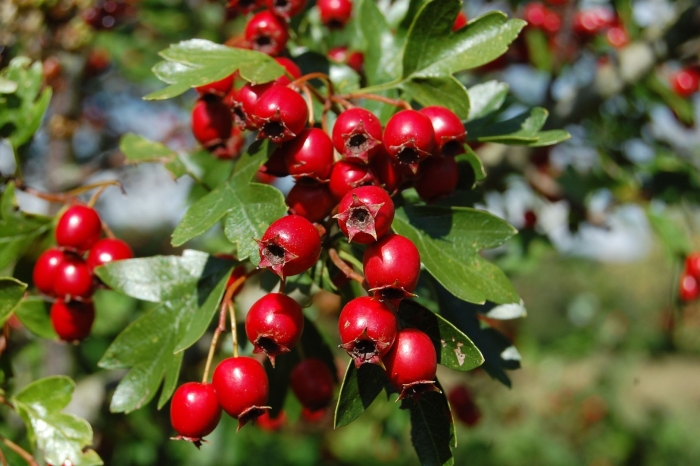 Боярышник кроваво-красный crataegus sanguinea