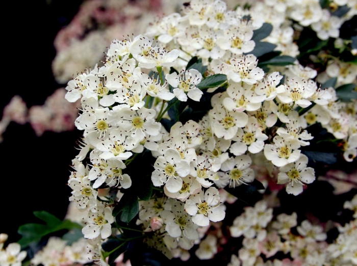 Боярышник обыкновенный