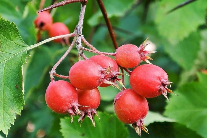 Боярышник гибридный крупноплодный