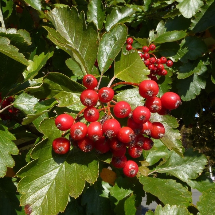 Боярышник кроваво-красный crataegus sanguinea