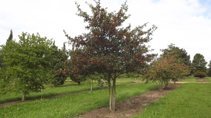Боярышник сливолистный в ландшафтном дизайне