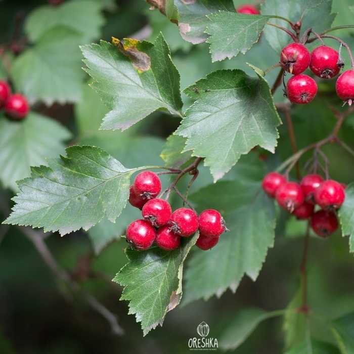 Боярышник полумягкий crataegus submollis