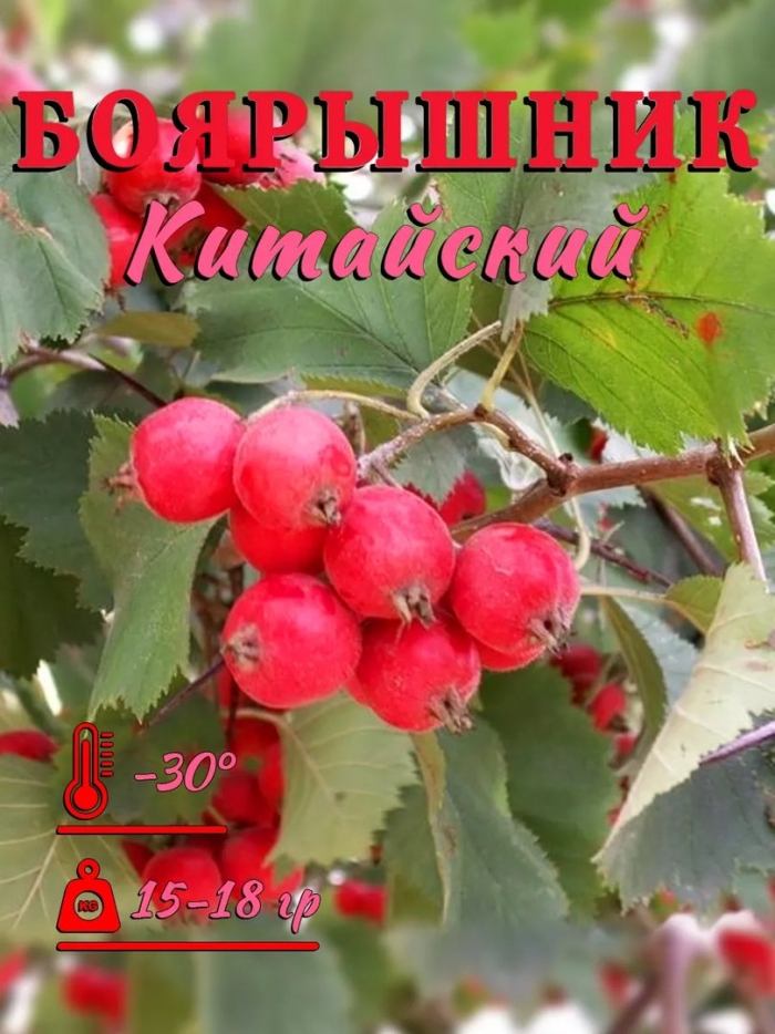 Боярышник крупноплодный