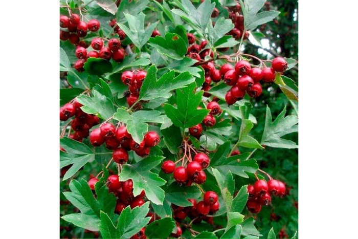 Боярышник однопестичный лист